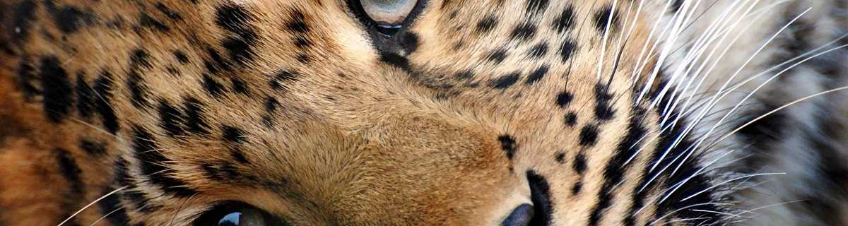 Как носить леопард: секрет Кейт Мосс